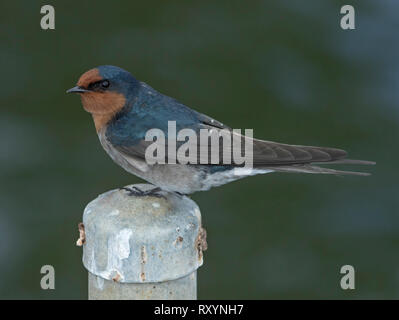 Benvenuti swallow, Hirundo neoxena, con metallico blu / nero e arancione del piumaggio appollaiato sul post contro sfondo verde scuro in Australia Foto Stock