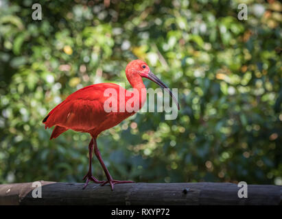 Scarlet Ibis o Eudocimus ruber Foto Stock