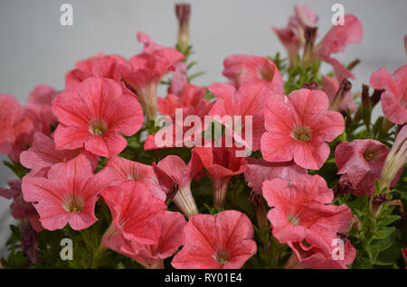 La Petunia è genere di 20 specie di piante da fiore di origine sud-americana. Il famoso fiore dello stesso nome derivato il suo appellativo dal francese, Foto Stock