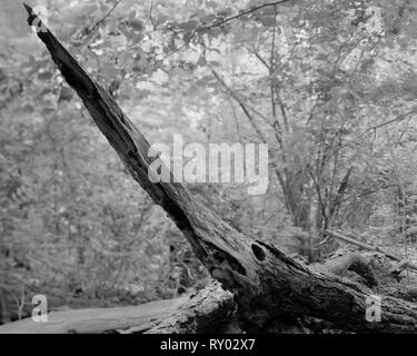 Decadendo tronco di albero in legno Waresley Cambridgeshire Inghilterra Foto Stock