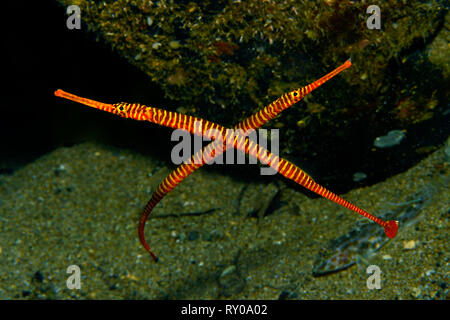 Yellowbanded pipefishes (Doryrhamphus pessuliferus), Sabang Beach, Mindoro, Filippine Foto Stock