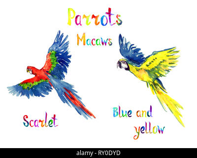 Blu e Giallo e scarlet macaw battenti impostare, isolato dipinte a mano illustrazione ad acquerello con iscrizione manoscritta Foto Stock