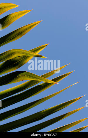 Abstract shot di una palma di foglie. Prese la metà della giornata. Foto Stock