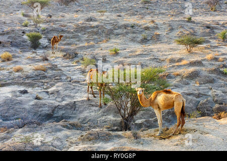 Cammelli alimentazione da boccole sulla isola di Qeshm in Iran meridionale, adottata nel gennaio 2019 prese in hdr Foto Stock