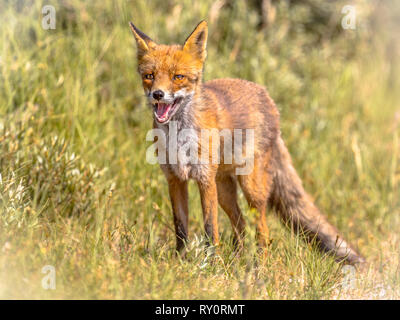 Red Fox (Vulpes vulpes vulpes) nella vegetazione naturale. Questo splendido animale selvatico del deserto. Guardando nella telecamera con bocca aperta. Foto Stock