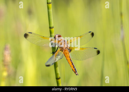 Scarsa chaser (Libellula fulva) dragonfly. Maschio in appoggio sul gambo di erba in bright sfondo verde Foto Stock