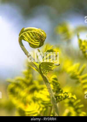 Fern Frond. Nuovo dispiegarsi foglia di felce con sfondo lucido in colori vividi. Foto Stock