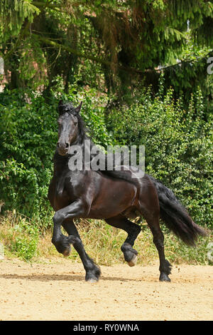 Friese, Friesenpferd, Deutschland, Hengst Foto Stock