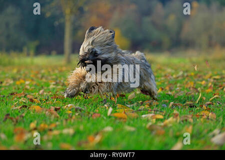 Lhasa Apso, Deutschland Foto Stock