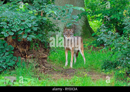 Europaeischer Lupo (Canis lupus lupus), Deutschland Foto Stock