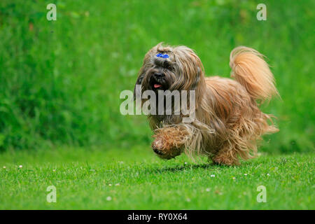 Lhasa Apso, Deutschland Foto Stock