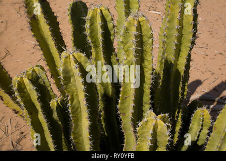 , Mpo. Caborca, Sonora, Messico Foto Stock