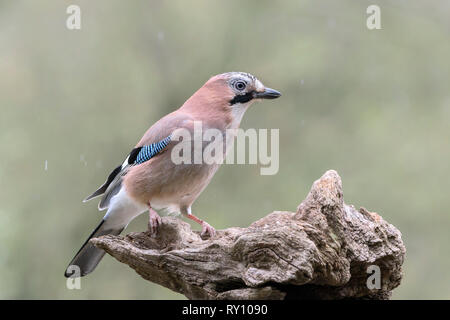 Eurasian jay, Bassa Sassonia, Germania, (Garrulus glandarius) Foto Stock