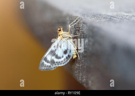 Piccola gazza, Bassa Sassonia, Germania, (Anania hortulata) Foto Stock