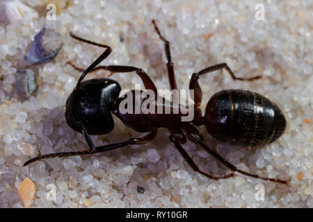 Red wood ant, (formica rufa) Foto Stock