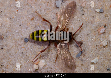 Lathbury nomade di Bee, (Nomada lathburiana) Foto Stock