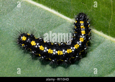 Scarlet tiger moth, Caterpillar, (Callimorpha dominula) Foto Stock