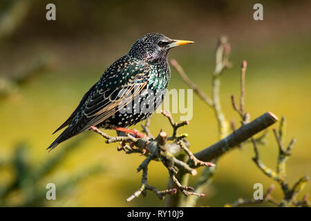 Comune, starling (Sturnus vulgaris) Foto Stock