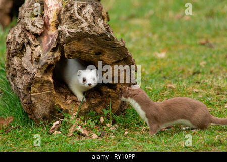 Stoats, (Mustela erminea) Foto Stock