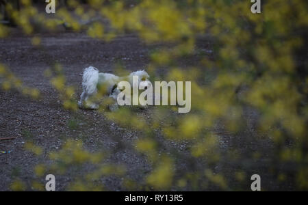 Roma, Italia. Decimo Mar, 2019. Un cane passeggiate da fiori a Indro Montanelli Park in Milano, Italia, 10 marzo 2019. Credito: Cheng Tingting/Xinhua/Alamy Live News Foto Stock