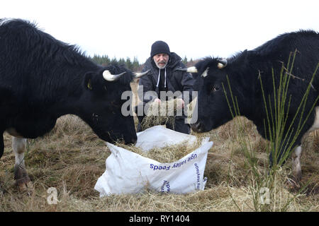 (Foto presa 7 marzo 2019) uno della Scozia la chiave di siti storici ha accolto un team di motivi insoliti custodi nella forma di quattro isole Shetland bestiame. La rara in bianco e nero le mucche sono state redatte in come parte di un progetto di conservazione a Culloden Battlefield vicino a Inverness. Tre-anno-vecchio adulti n.a. e Luna e i loro vitelli di Duna e Dione, sarà incaricato di calpestare heather e masticare il loro modo attraverso la dura erbe presso il campo di battaglia. Credito: Andrew Smith/Alamy Live News Foto Stock