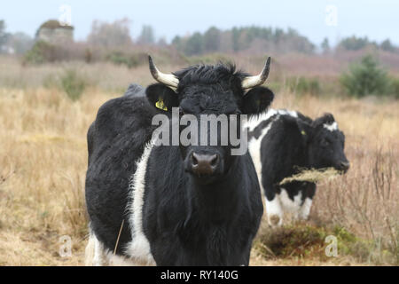 (Foto presa 7 marzo 2019) uno della Scozia la chiave di siti storici ha accolto un team di motivi insoliti custodi nella forma di quattro isole Shetland bestiame. La rara in bianco e nero le mucche sono state redatte in come parte di un progetto di conservazione a Culloden Battlefield vicino a Inverness. Tre-anno-vecchio adulti n.a. e Luna e i loro vitelli di Duna e Dione, sarà incaricato di calpestare heather e masticare il loro modo attraverso la dura erbe presso il campo di battaglia. Credito: Andrew Smith/Alamy Live News Foto Stock