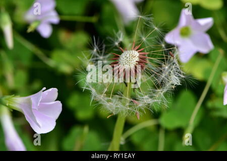 Tarassaco perdendo il paracadute semi tra gli altri il verde. Foto Stock