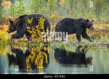 Un orso bruno sul bog. Adulto Wild grande orso bruno . Nome scientifico: Ursus arctos. Habitat naturale. La stagione autunnale. Foto Stock