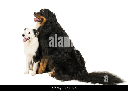 Berner Sennen Mountain e Australian Shepherd dog sitter su sfondo bianco Foto Stock