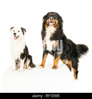 Berner Sennen Mountain e pastore australiano cane su sfondo bianco Foto Stock