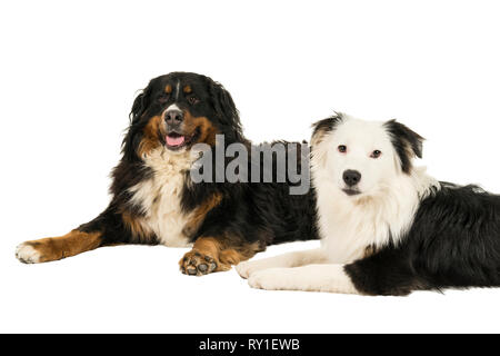 Berner Sennen Mountain pastore australiano cane giacente isolato sfondo bianco Foto Stock