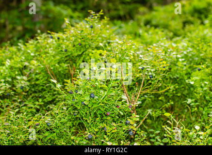 Cespugli di mirtilli selvatici in una foresta in estate Foto Stock