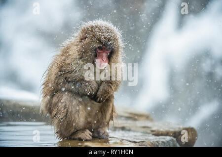 Macaque giapponese sulla pietra. Hot Springs nella stagione invernale. I giapponesi macaque ( nome scientifico: Macaca fuscata), noto anche come la neve Foto Stock