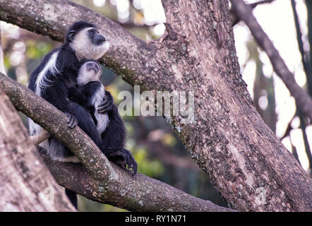 Black and White Colobus con il bambino seduto sul ramo in foresta Foto Stock