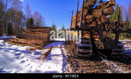 Approfondimento della grande log essendo trasferito al carrello dalla Trincia forestale Foto Stock