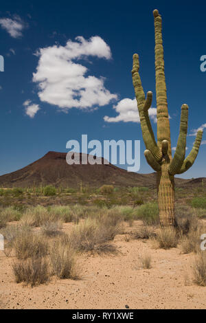 El Pinacate, MPO. Sonoyta, Sonora, Messico Foto Stock