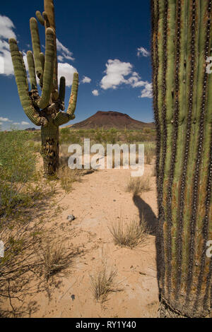 El Pinacate, MPO. Sonoyta, Sonora, Messico Foto Stock