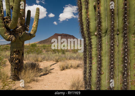 El Pinacate, MPO. Sonoyta, Sonora, Messico Foto Stock