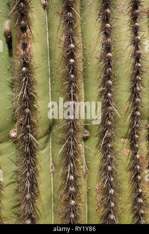 El Pinacate, MPO. Sonoyta, Sonora, Messico Foto Stock