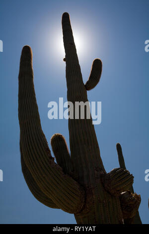 El Pinacate, MPO. Sonoyta, Sonora, Messico Foto Stock