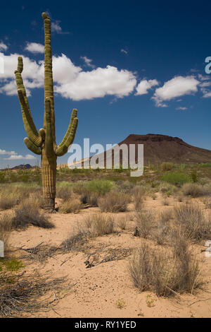 El Pinacate, MPO. Sonoyta, Sonora, Messico Foto Stock