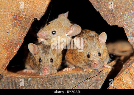 Casa topi, Renania Palatinato, Germania, Europa (Mus musculus) Foto Stock