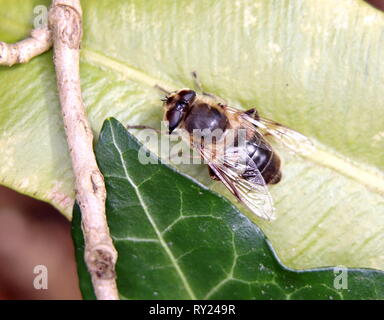 Drone Fly Foto Stock