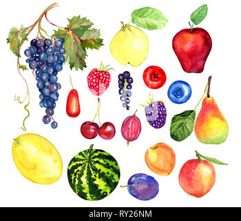 Frutti e bacche di raccolta, dipinte a mano illustrazione ad acquerello Foto Stock