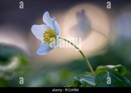 Legno anemone, Germania, (Anemone nemorosa ,)Buschwindroeschen, Anemone nemorosa ,, NRW, Deutschland Foto Stock