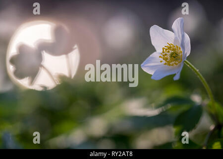 Legno anemone, Germania, (Anemone nemorosa ,)Buschwindroeschen, Anemone nemorosa ,, NRW, Deutschland Foto Stock