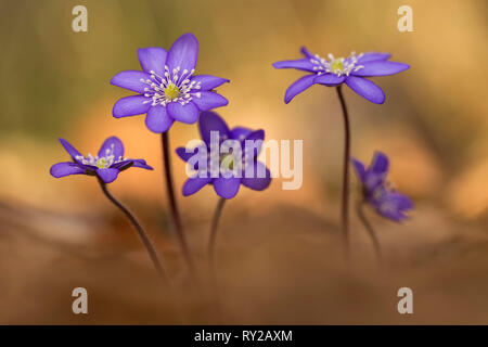 Hepatica comune, Hepatica nobilis, Renania settentrionale-Vestfalia, GermanyLeberbluemchen, Hepatica nobilis, Teutoburger Wald, NRW, Deutschland Foto Stock