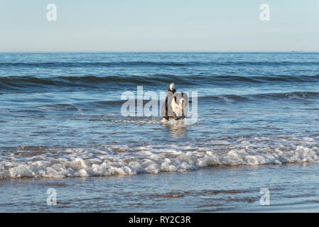 Border Collie godendo il recupero di un bastone dalle onde del mare del Nord, nello Yorkshire, Inghilterra. Foto Stock