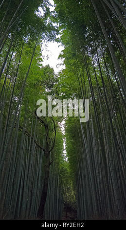 Enormi piante di bambù linea un percorso attraverso le famose foreste di bambù del Giappone. Le piante sono molto alte e lasciate in poca luce per il cammino e piante Foto Stock