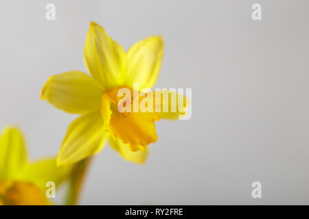 Wellow mini narcisi Fiori su fondo bianco, bulbi di primavera in fiore Foto Stock